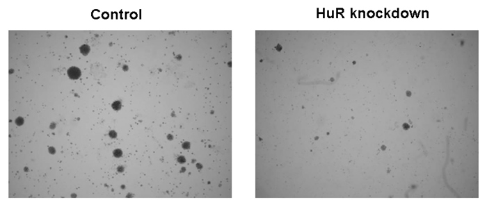 Effect of HuR knockdown on growth of oral cancer cells. HuR-knockdown oral cancer cells (right) were subjected to a soft-agar colony formation assay. The number of colonies were reduced in the HuR-knockdown cells compared to that of the control cells (left). 