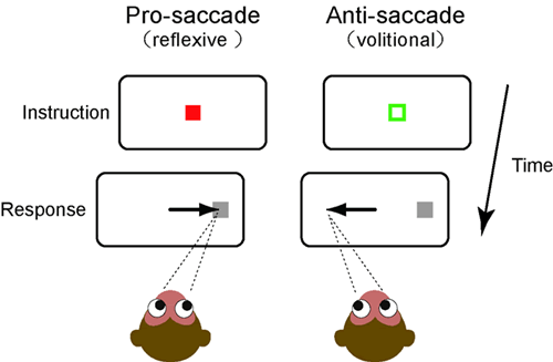 The research team examined the brain activity in monkeys using a simple eye movement called “anti-saccade”.