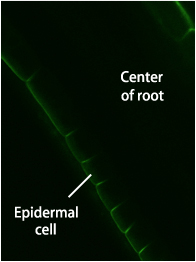 Polar localization of a boron transporter in Arabidopsis thaliana.
NIP5;1, a boric acid channel, localizes to the outer cell membrane domain of root epidermal cells for boron nutrition uptake to the roots.  The localization of NIP5;1 fused with green fluorescence protein (GFP) is shown in green.
