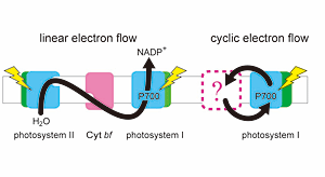 (Fig. 1) The two modes of electron flow