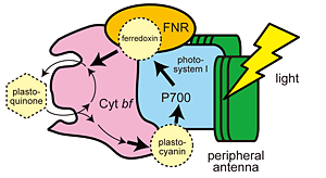 (Fig. 2) Electron flow by way of the CEF supercomplex (cyclic electron flow)